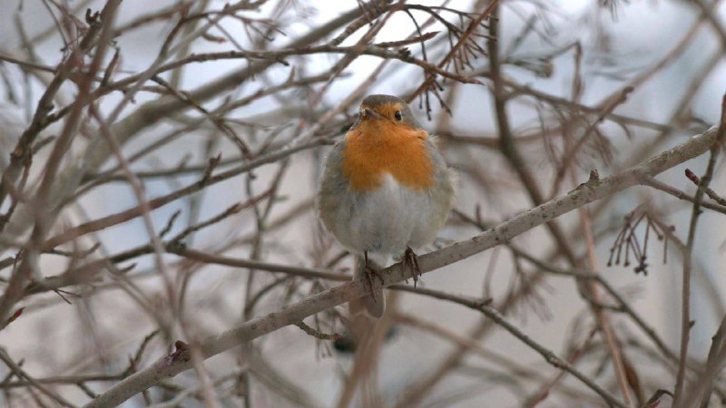 Иллюстрация 6