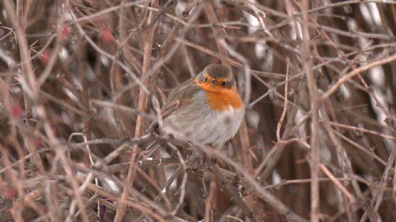 Иллюстрация 7