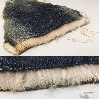 Пингвины: секрет теплой «шубы»