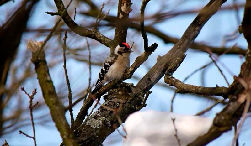 В Петербурге замечен редкий малый пёстрый дятел