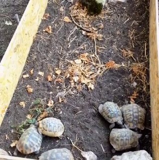 Массовый суицид черепах в Северной Македонии