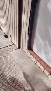 Трогательные встречи с питомцами