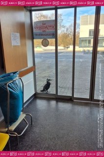 Баклан постучал в больницу за помощью