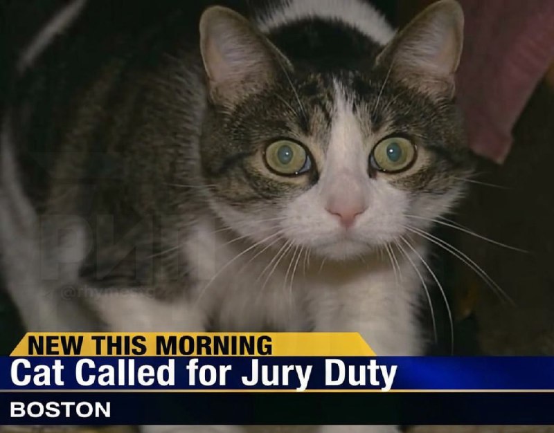 Кот получил повестку в суд