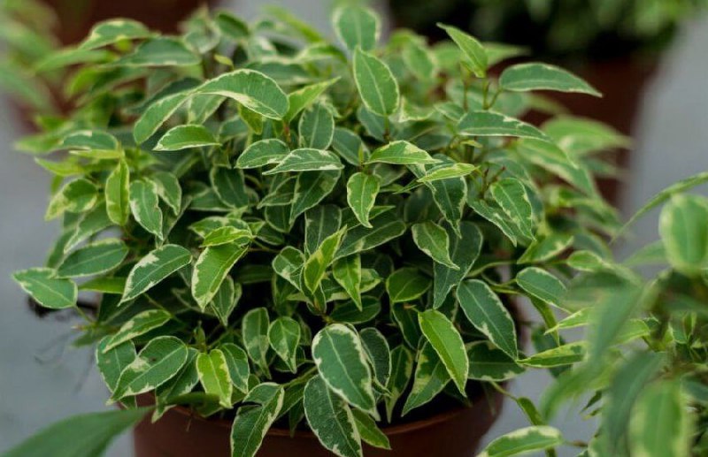 Комнатные растения как альтернатива очистителям воздуха