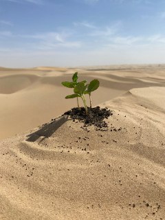 Российская технология искусственного чернозема успешно испытана в ОАЭ