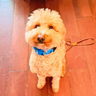 Женщина бросила собаку в аэропорту