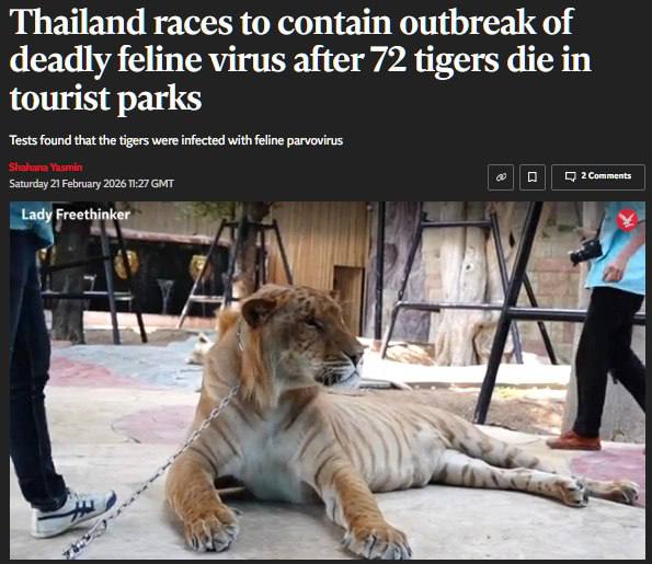 Вспышка кошачьей чумки в Таиланде привела к гибели 72 тигров