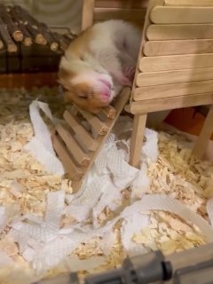 Хомяки — сони, как мы