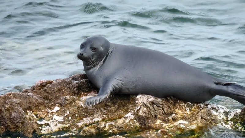 Байкальские нерпы лысеют из-за недостатка льда