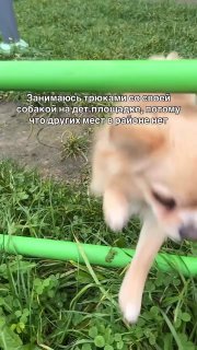 Спор из-за собаки на детской площадке в Telegram