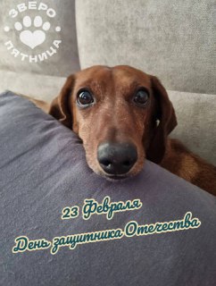 ЗвероПятница — проект «Фонтанки» о животных