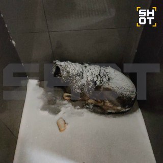 В «Додо Пицце» уволили курьера за помощь собаке, клиенты отменяют заказы