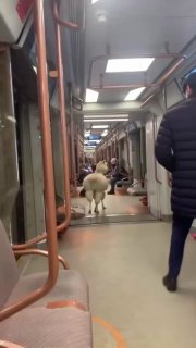 Альпака в метро