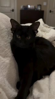 Четвероухий кот стал звездой соцсетей