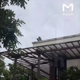 Обезьяна украла iPhone у туристки на Бали