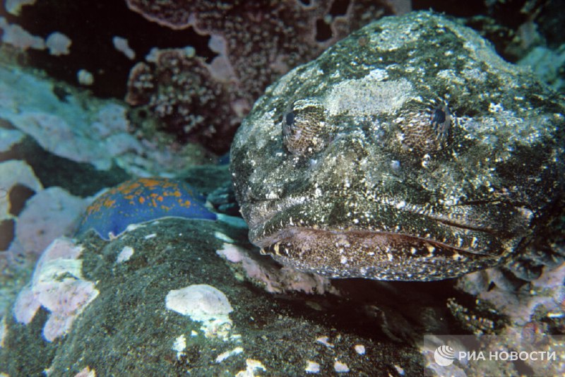 Человечеству известно лишь о 10% обитателей океана