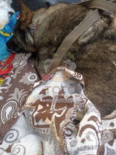 ДодоБоню приютили после челябинской истории