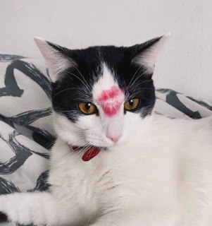 Кошатники — лучшие партнёры для отношений