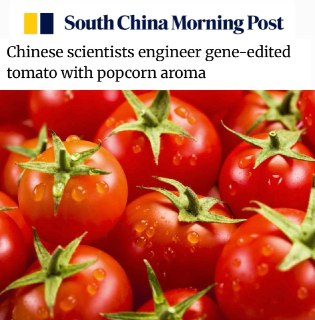 Китай вывел томаты с ароматом попкорна