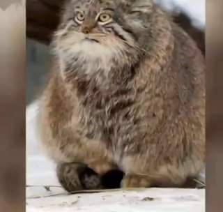 Манул Снежинка показала мастер-класс по милоте