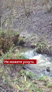 Семейство кабанов заснято в заповедном лесу Дин