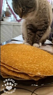 Завершение Масленицы и анонс проекта о животных