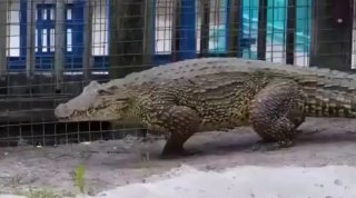 Крокодилы бегают галопом быстрее человека