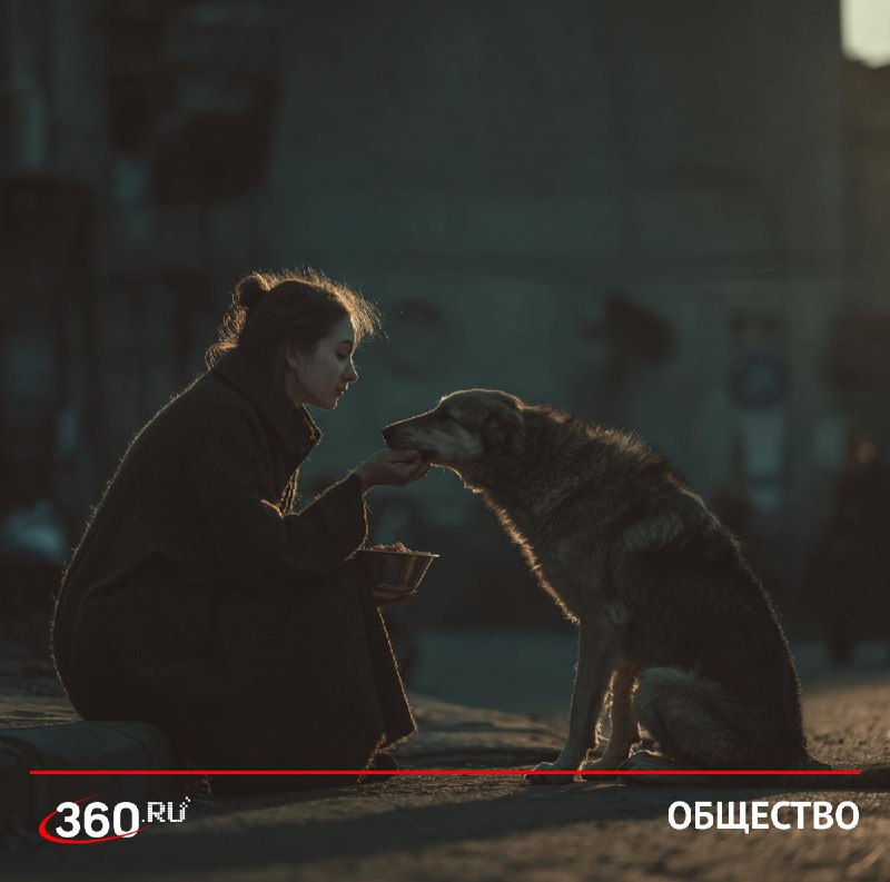 Опасность кормления бездомных животных в общественных местах