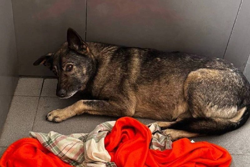 «Додо Пицца» станет пет-френдли после скандала с собакой