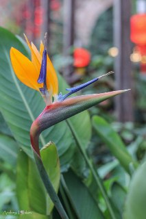 В "Аптекарском огороде" расцвела "Райская птица"