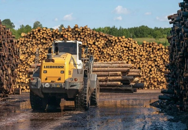 Рост экспорта пиломатериалов в Индию