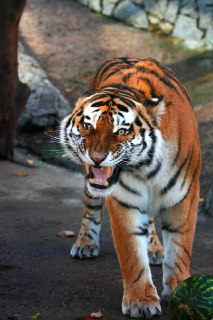 Умер амурский тигр Амадей