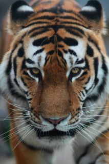 Иллюстрация 1