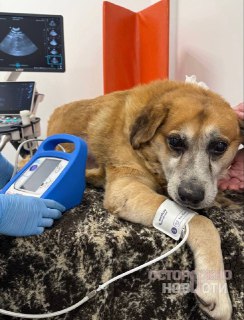 Жестокое обращение с собакой в Сочи