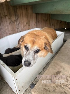 Иллюстрация 4