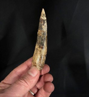 В Африке обнаружены останки древнего дракона