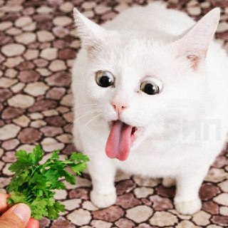 Международный день НЕНАВИСТИ К КИНЗЕ