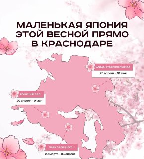 Цветение сакуры в Краснодаре