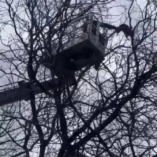 Енот укусил спасателя и сбежал в Армавире