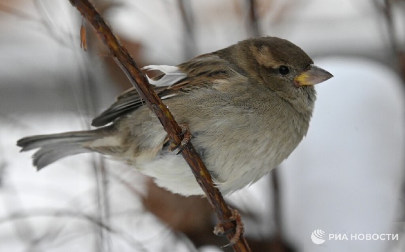 Воробьи страдают ожирением из-за фастфуда
