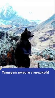 Медведь радуется короткой рабочей неделе
