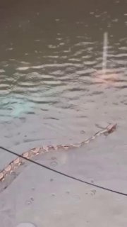 На Бали из-за ливней появились питоны на улицах