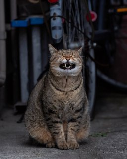 Иллюстрация 1