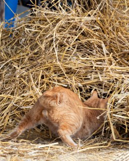 Иллюстрация 10