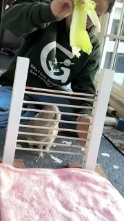 Морская свинка установила мировой рекорд по прыжкам в высоту