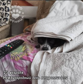 Анонс проекта "ЗвероПятница"