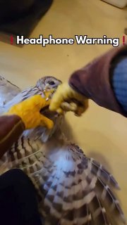 Сова отказывается от лекарств