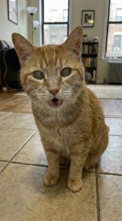 История о слепом коте оказалась сгенерированной нейросетью