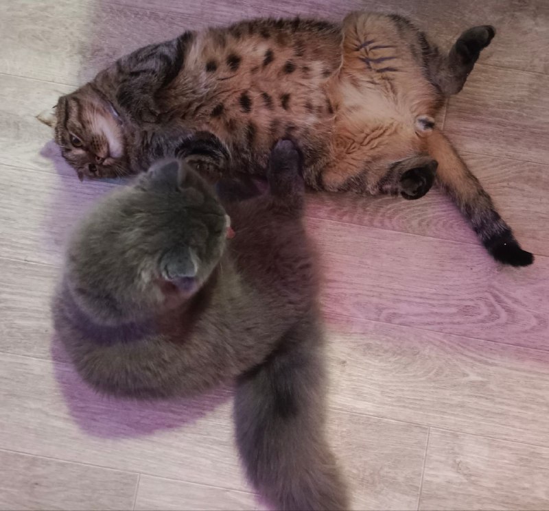 Дневник Мракоборцев: коты, булочки и социальные сети